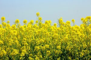 рапично масло растителни мазнини