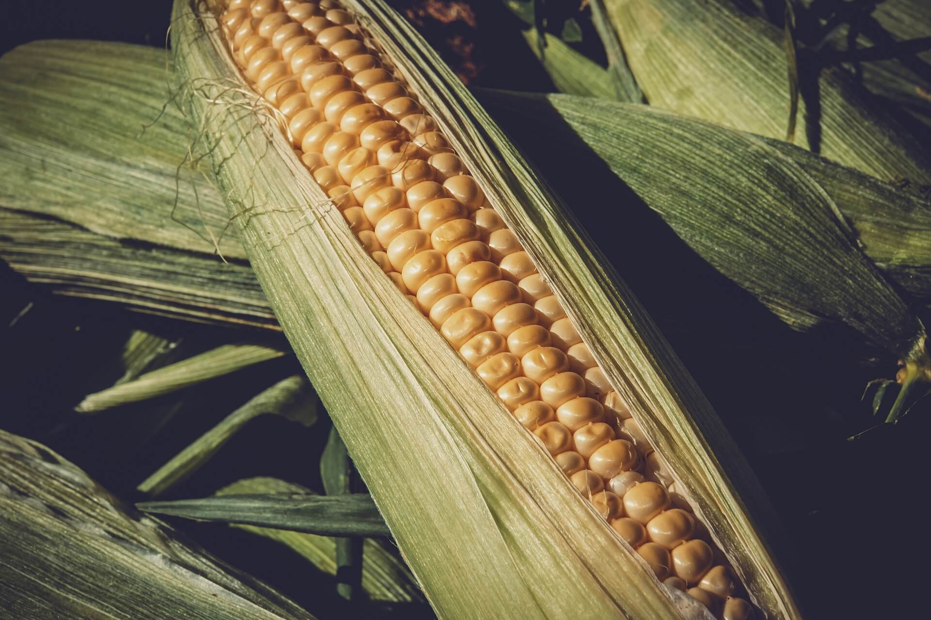 sweet-corn-3705687_1920.jpg